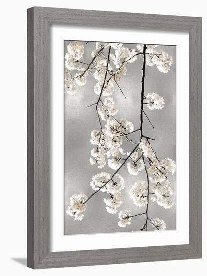 White Blossoms on Silver IV-Kate Bennett-Framed Art Print