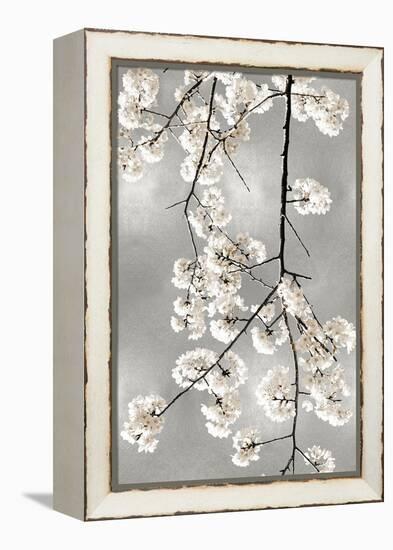 White Blossoms on Silver IV-Kate Bennett-Framed Stretched Canvas