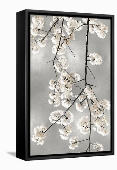 White Blossoms on Silver IV-Kate Bennett-Framed Stretched Canvas