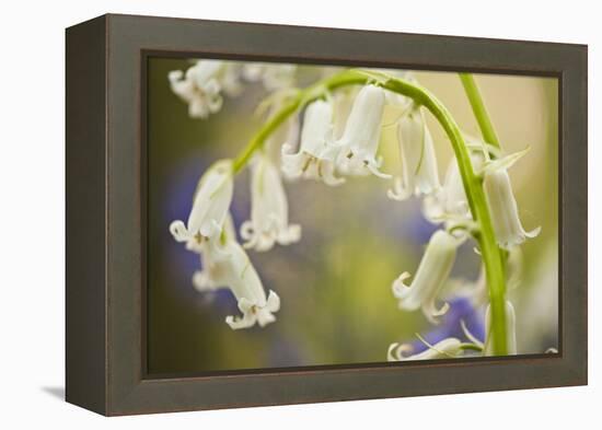 White Bluebell Flowers (Hyacinthoides Non-Scripta - Endymion Non-Scriptum) Hallerbos, Belgium-Biancarelli-Framed Premier Image Canvas