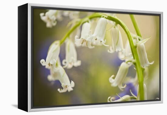 White Bluebell Flowers (Hyacinthoides Non-Scripta - Endymion Non-Scriptum) Hallerbos, Belgium-Biancarelli-Framed Premier Image Canvas
