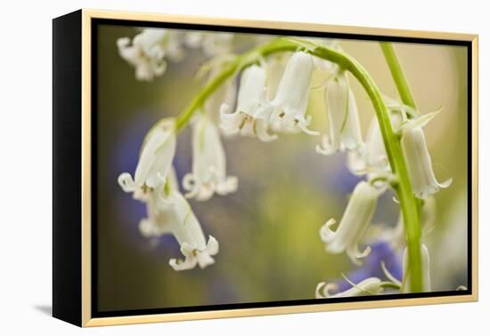 White Bluebell Flowers (Hyacinthoides Non-Scripta - Endymion Non-Scriptum) Hallerbos, Belgium-Biancarelli-Framed Premier Image Canvas