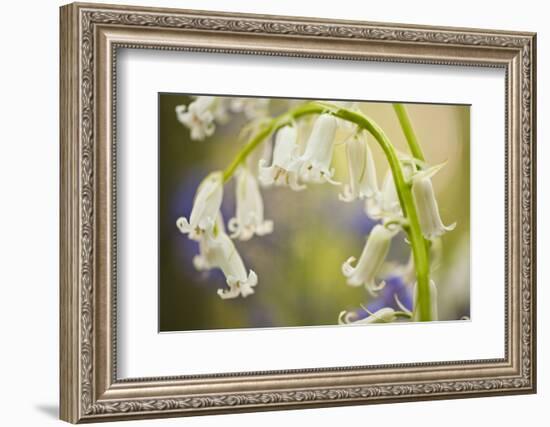 White Bluebell Flowers (Hyacinthoides Non-Scripta - Endymion Non-Scriptum) Hallerbos, Belgium-Biancarelli-Framed Photographic Print