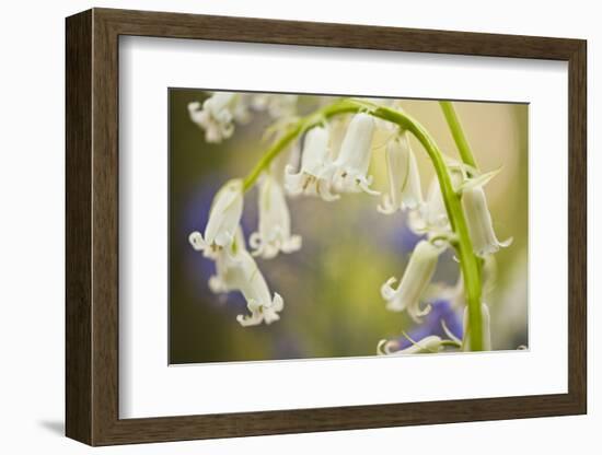 White Bluebell Flowers (Hyacinthoides Non-Scripta - Endymion Non-Scriptum) Hallerbos, Belgium-Biancarelli-Framed Photographic Print
