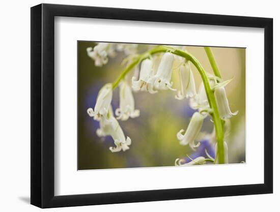 White Bluebell Flowers (Hyacinthoides Non-Scripta - Endymion Non-Scriptum) Hallerbos, Belgium-Biancarelli-Framed Photographic Print