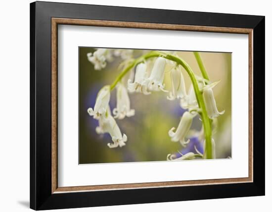 White Bluebell Flowers (Hyacinthoides Non-Scripta - Endymion Non-Scriptum) Hallerbos, Belgium-Biancarelli-Framed Photographic Print