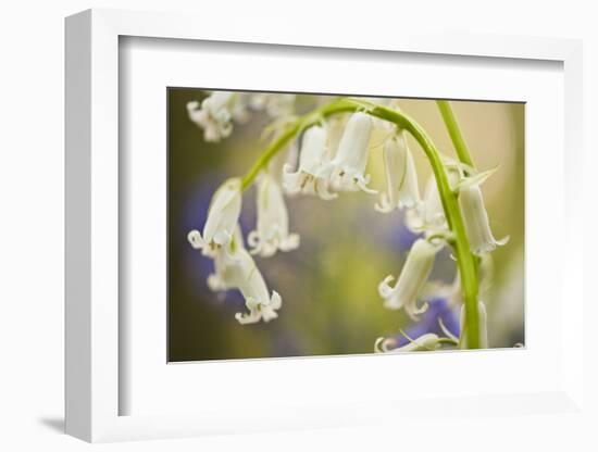 White Bluebell Flowers (Hyacinthoides Non-Scripta - Endymion Non-Scriptum) Hallerbos, Belgium-Biancarelli-Framed Photographic Print