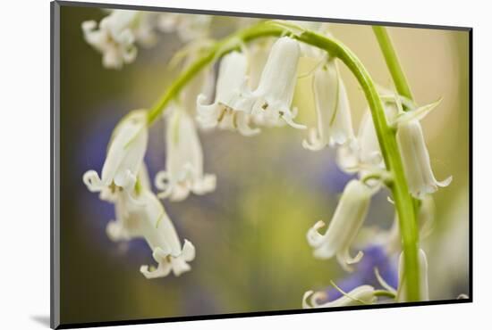 White Bluebell Flowers (Hyacinthoides Non-Scripta - Endymion Non-Scriptum) Hallerbos, Belgium-Biancarelli-Mounted Photographic Print