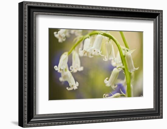 White Bluebell Flowers (Hyacinthoides Non-Scripta - Endymion Non-Scriptum) Hallerbos, Belgium-Biancarelli-Framed Photographic Print