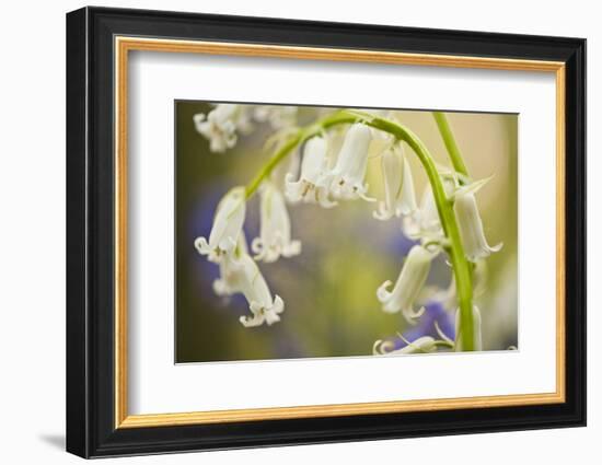 White Bluebell Flowers (Hyacinthoides Non-Scripta - Endymion Non-Scriptum) Hallerbos, Belgium-Biancarelli-Framed Photographic Print