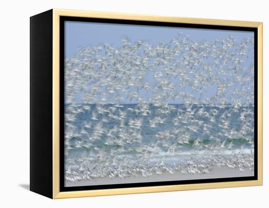 White Blur of Terns Taking Flight, Tierra Verde Key, Fort De Soto Park, Florida, USA-Arthur Morris-Framed Premier Image Canvas