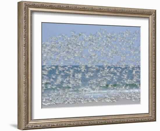 White Blur of Terns Taking Flight, Tierra Verde Key, Fort De Soto Park, Florida, USA-Arthur Morris-Framed Photographic Print