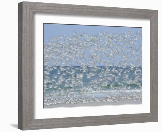 White Blur of Terns Taking Flight, Tierra Verde Key, Fort De Soto Park, Florida, USA-Arthur Morris-Framed Photographic Print