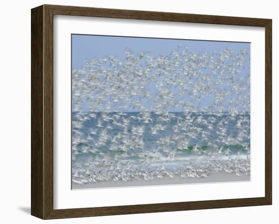 White Blur of Terns Taking Flight, Tierra Verde Key, Fort De Soto Park, Florida, USA-Arthur Morris-Framed Photographic Print