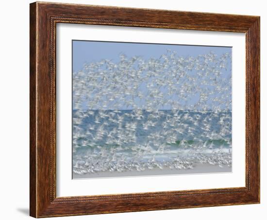 White Blur of Terns Taking Flight, Tierra Verde Key, Fort De Soto Park, Florida, USA-Arthur Morris-Framed Photographic Print