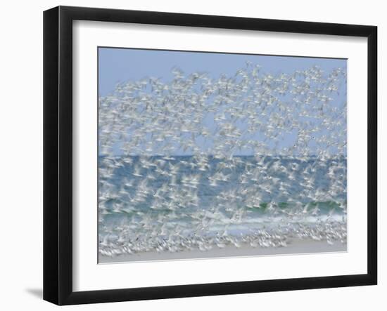 White Blur of Terns Taking Flight, Tierra Verde Key, Fort De Soto Park, Florida, USA-Arthur Morris-Framed Photographic Print