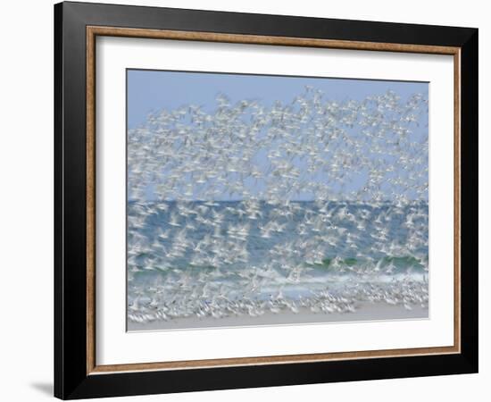 White Blur of Terns Taking Flight, Tierra Verde Key, Fort De Soto Park, Florida, USA-Arthur Morris-Framed Photographic Print