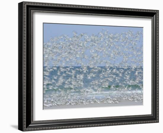 White Blur of Terns Taking Flight, Tierra Verde Key, Fort De Soto Park, Florida, USA-Arthur Morris-Framed Photographic Print