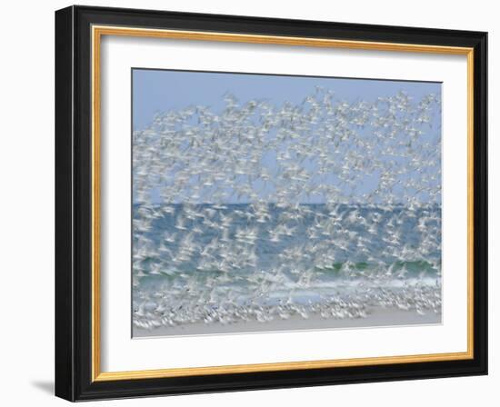 White Blur of Terns Taking Flight, Tierra Verde Key, Fort De Soto Park, Florida, USA-Arthur Morris-Framed Photographic Print