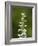 White Bog Orchid (Habenaria Dilatata), Waterton Lakes National Park, Alberta, Canada, North America-James Hager-Framed Photographic Print