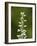 White Bog Orchid (Habenaria Dilatata), Waterton Lakes National Park, Alberta, Canada, North America-James Hager-Framed Photographic Print