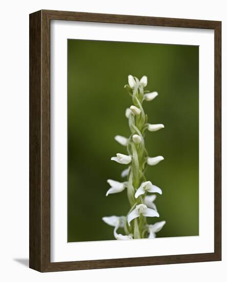 White Bog Orchid (Habenaria Dilatata), Waterton Lakes National Park, Alberta, Canada, North America-James Hager-Framed Photographic Print