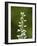 White Bog Orchid (Habenaria Dilatata), Waterton Lakes National Park, Alberta, Canada, North America-James Hager-Framed Photographic Print