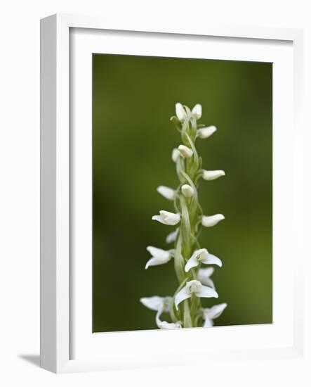 White Bog Orchid (Habenaria Dilatata), Waterton Lakes National Park, Alberta, Canada, North America-James Hager-Framed Photographic Print