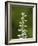 White Bog Orchid (Habenaria Dilatata), Waterton Lakes National Park, Alberta, Canada, North America-James Hager-Framed Photographic Print