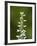 White Bog Orchid (Habenaria Dilatata), Waterton Lakes National Park, Alberta, Canada, North America-James Hager-Framed Photographic Print