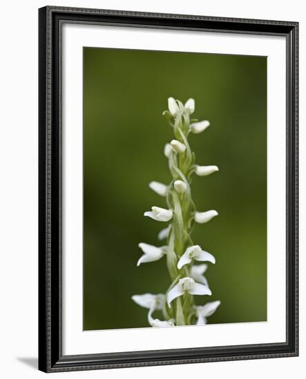 White Bog Orchid (Habenaria Dilatata), Waterton Lakes National Park, Alberta, Canada, North America-James Hager-Framed Photographic Print