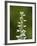 White Bog Orchid (Habenaria Dilatata), Waterton Lakes National Park, Alberta, Canada, North America-James Hager-Framed Photographic Print