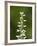 White Bog Orchid (Habenaria Dilatata), Waterton Lakes National Park, Alberta, Canada, North America-James Hager-Framed Photographic Print