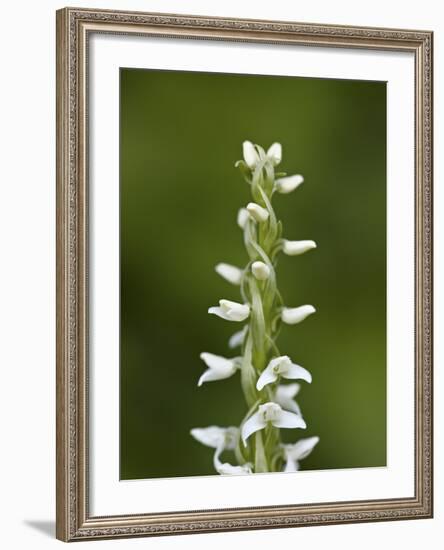 White Bog Orchid (Habenaria Dilatata), Waterton Lakes National Park, Alberta, Canada, North America-James Hager-Framed Photographic Print