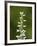 White Bog Orchid (Habenaria Dilatata), Waterton Lakes National Park, Alberta, Canada, North America-James Hager-Framed Photographic Print