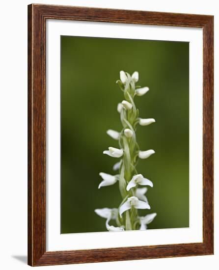 White Bog Orchid (Habenaria Dilatata), Waterton Lakes National Park, Alberta, Canada, North America-James Hager-Framed Photographic Print