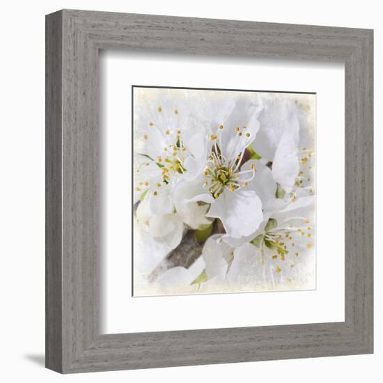 White Bollosoms-null-Framed Art Print