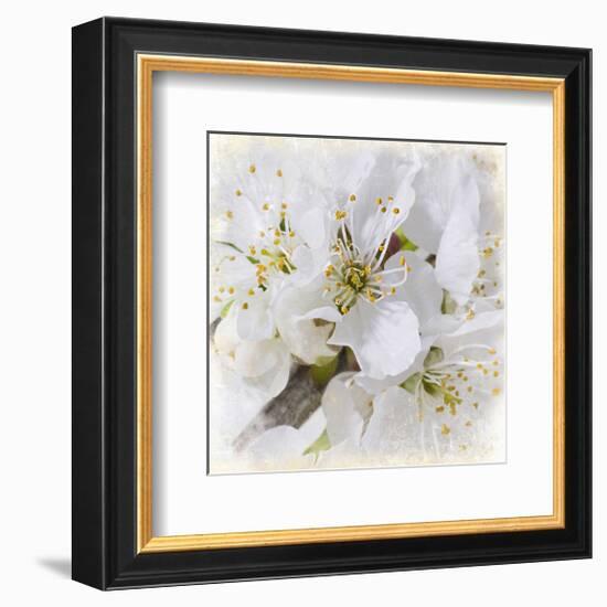 White Bollosoms-null-Framed Art Print