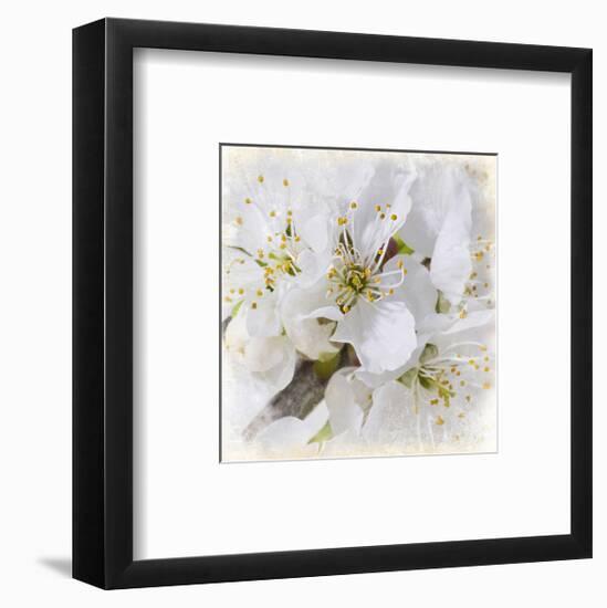 White Bollosoms-null-Framed Art Print