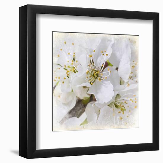 White Bollosoms-null-Framed Art Print