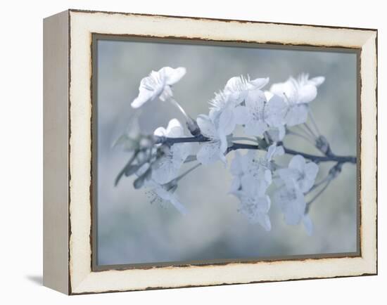 White Bouquet-Philippe Sainte-Laudy-Framed Premier Image Canvas