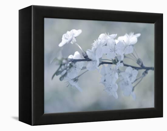 White Bouquet-Philippe Sainte-Laudy-Framed Premier Image Canvas