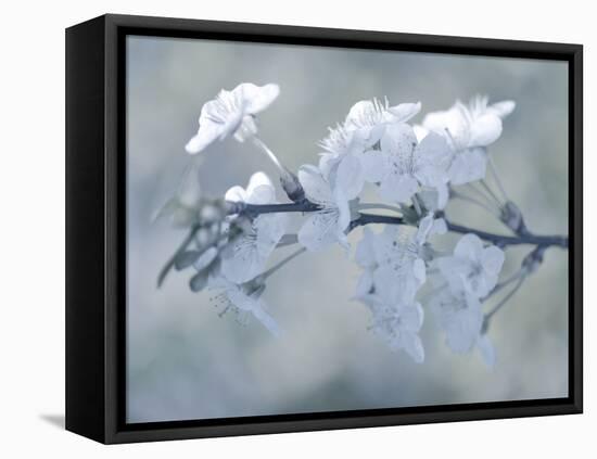 White Bouquet-Philippe Sainte-Laudy-Framed Premier Image Canvas