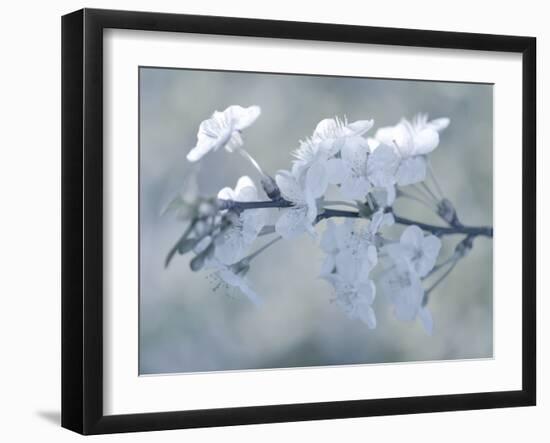 White Bouquet-Philippe Sainte-Laudy-Framed Photographic Print