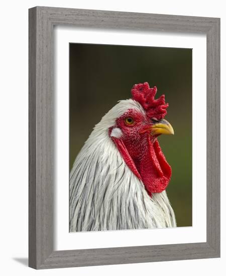 White Brahma Rooster, Gallus Gallus Domestic, Florida-Maresa Pryor-Framed Photographic Print