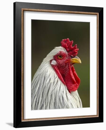 White Brahma Rooster, Gallus Gallus Domestic, Florida-Maresa Pryor-Framed Photographic Print