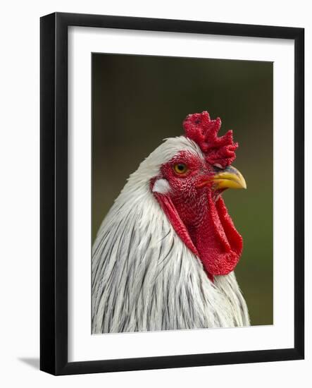 White Brahma Rooster, Gallus Gallus Domestic, Florida-Maresa Pryor-Framed Photographic Print