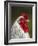 White Brahma Rooster, Gallus Gallus Domestic, Florida-Maresa Pryor-Framed Photographic Print