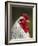 White Brahma Rooster, Gallus Gallus Domestic, Florida-Maresa Pryor-Framed Photographic Print