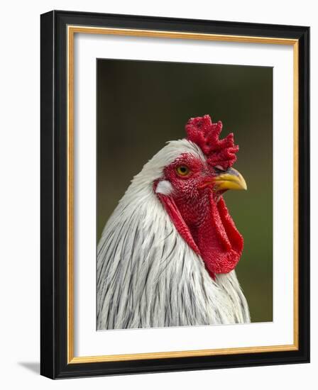 White Brahma Rooster, Gallus Gallus Domestic, Florida-Maresa Pryor-Framed Photographic Print